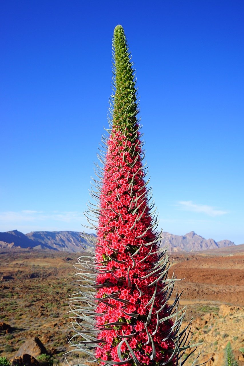 Flora de las Islas Canarias