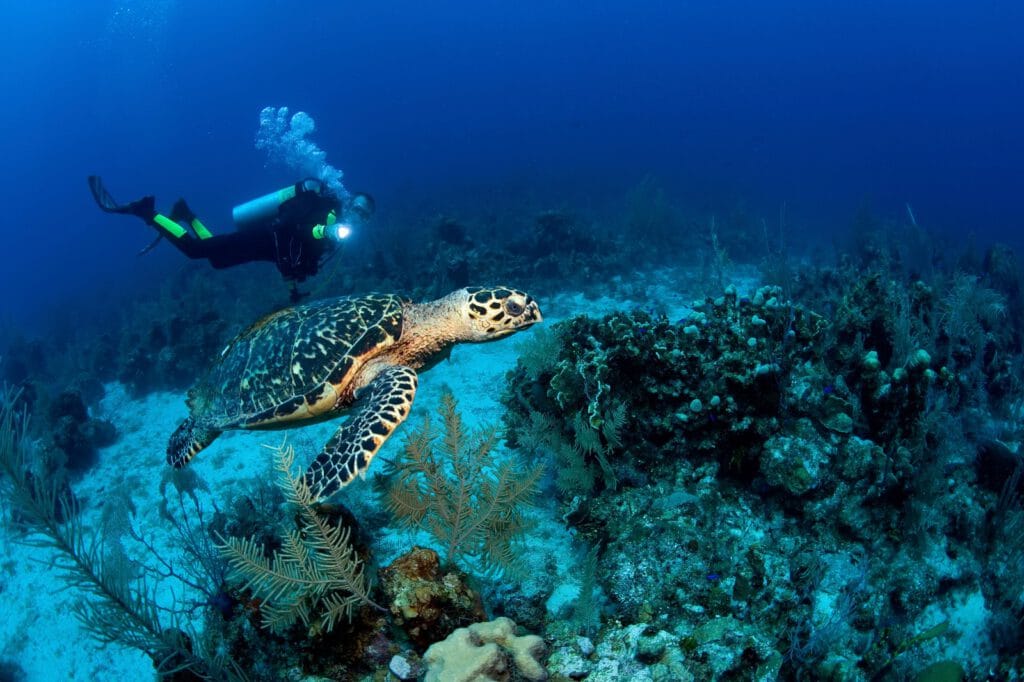 Buceo en fuerteventura