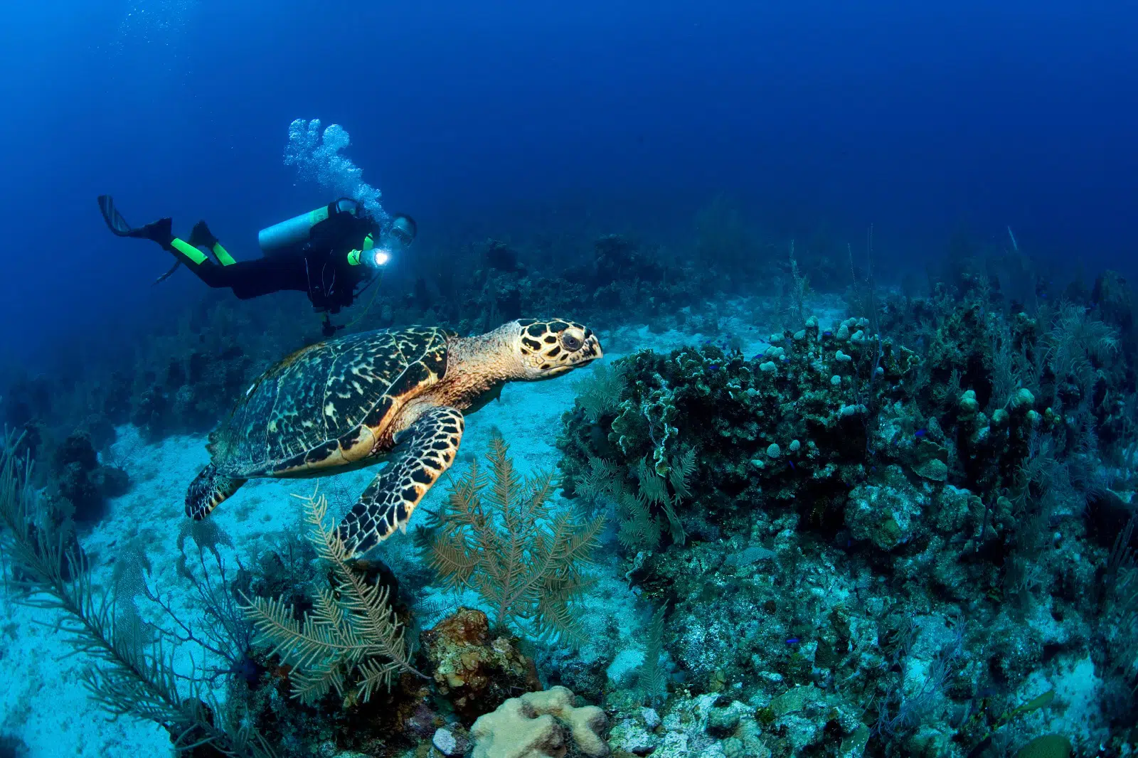 Buceo en fuerteventura